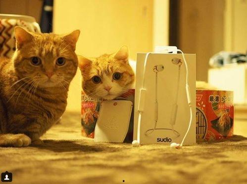 娱乐吃瓜茶小猫,揭秘茶小猫的瓜界传奇 第1张 娱乐吃瓜茶小猫,揭秘茶小猫的瓜界传奇 第1张