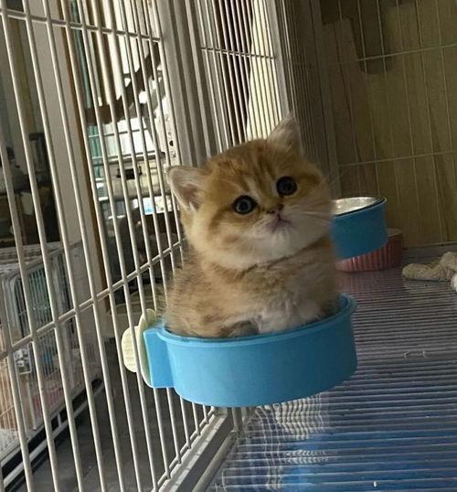 娱乐吃瓜茶小猫,揭秘茶小猫的瓜界传奇 第3张 娱乐吃瓜茶小猫,揭秘茶小猫的瓜界传奇 第3张