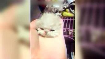 呆妹娱乐吃瓜视频大全免费观看,免费畅享吃瓜盛宴，笑料横生视频大全  第3张