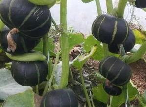 栗子娱乐吃瓜,揭秘栗子娱乐吃瓜背后的真相  第1张