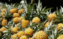 娱乐吃瓜小菠萝,揭秘娱乐圈那些不为人知的秘密 第3张 娱乐吃瓜小菠萝,揭秘娱乐圈那些不为人知的秘密 第3张