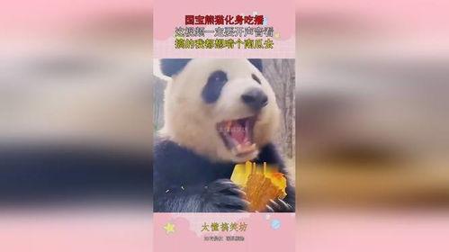 娱乐吃瓜熊猫视频,趣味视频背后的故事  第3张