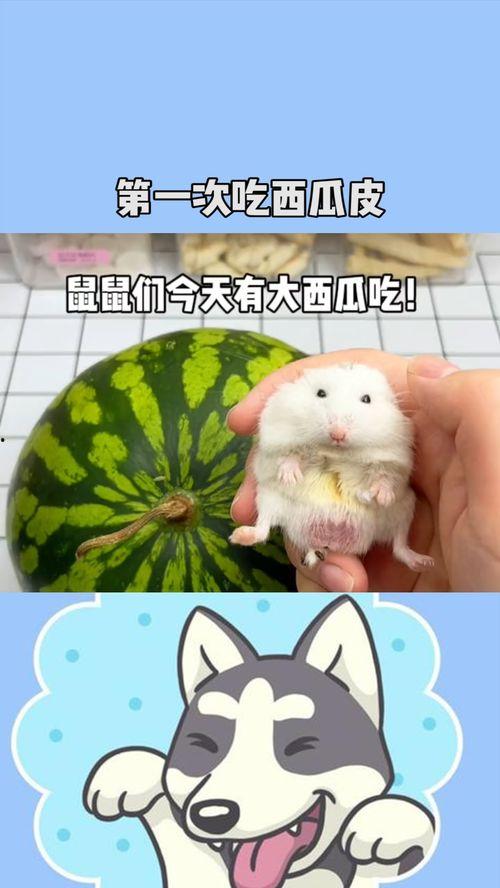 鼠鼠娱乐吃瓜,揭秘娱乐圈吃瓜背后的真相  第3张