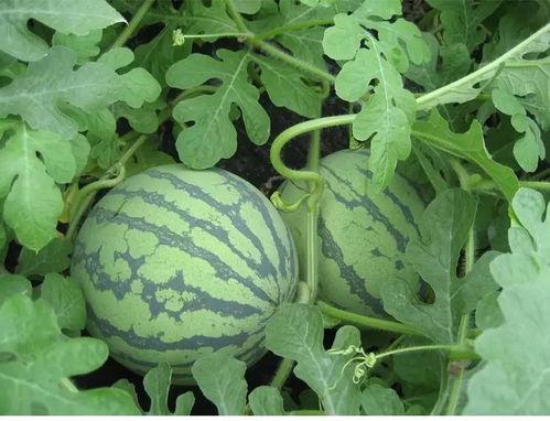 娱乐吃瓜姐白菜,白菜带你领略娱乐圈的瓜田乐趣  第2张