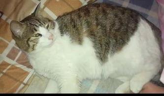 娱乐吃瓜猫,揭秘娱乐圈那些不为人知的幕后故事  第2张