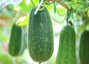 娱乐吃瓜健康养生,健康养生两不误  第2张