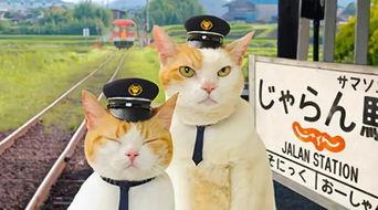 小喵娱乐吃瓜,揭秘娱乐圈最新吃瓜事件，带你领略明星幕后故事  第3张