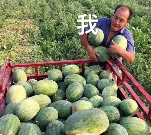 瓜地吃瓜娱乐圈,娱乐圈的甜蜜与苦涩 第3张 瓜地吃瓜娱乐圈,娱乐圈的甜蜜与苦涩 第3张