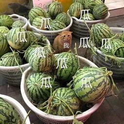 现在娱乐吃瓜,揭秘明星幕后故事  第3张