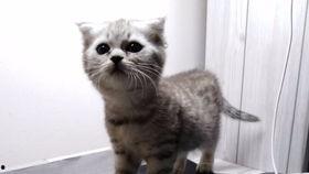 喵娱乐吃瓜,吃瓜群众热议的娱乐圈幕后故事  第2张