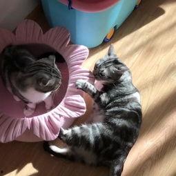 喵娱乐吃瓜,吃瓜群众热议的娱乐圈幕后故事  第3张