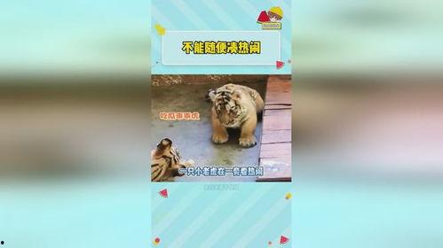 虎虎爱娱乐吃瓜,揭秘娱乐圈那些吃瓜背后的故事  第3张